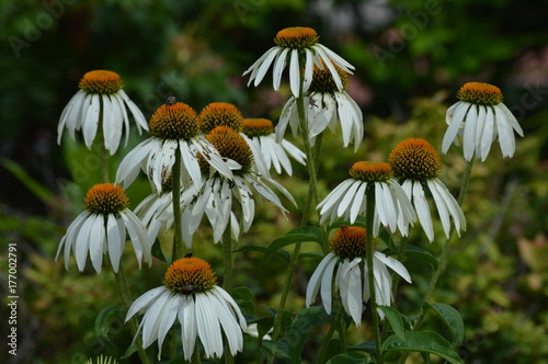 Coneflower in the garden photo