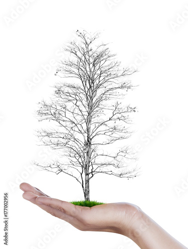 Close up Dry tree on your hand with white background