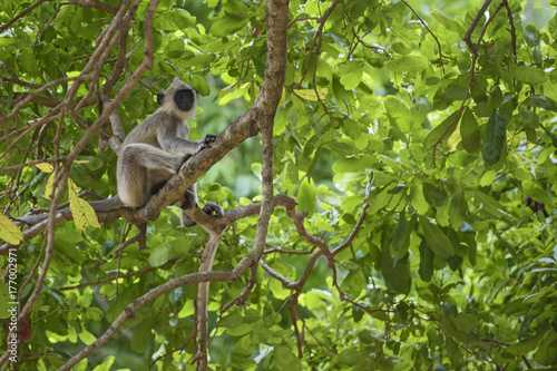 Hanuman Langur - Semnopithecus entellus, Sri Lanka