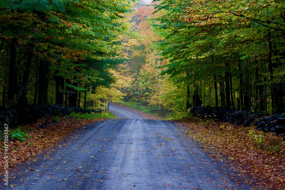 Obraz premium View on autumn road, colourful trees and leaves