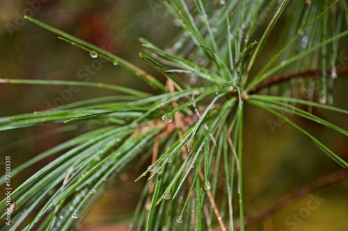 Beautiful green pine-tree with water drops