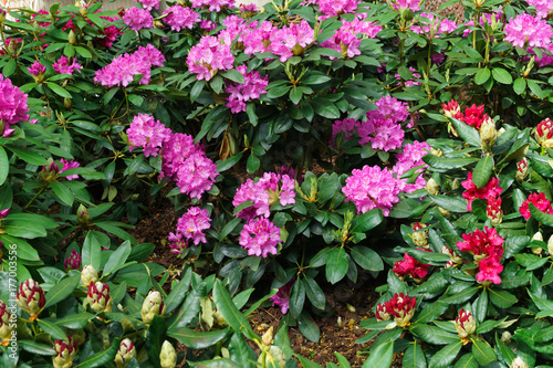 Multicolored rhododendrons in the city park in the spring.