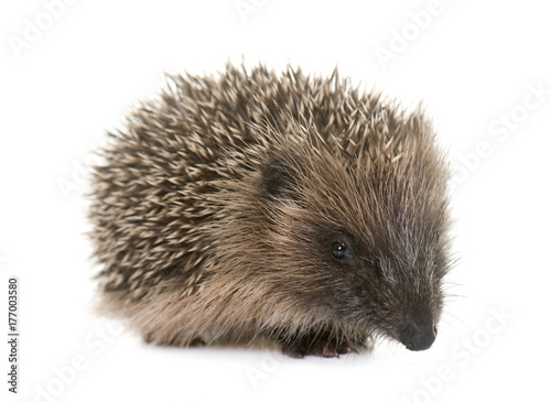 baby hedgehog in studio