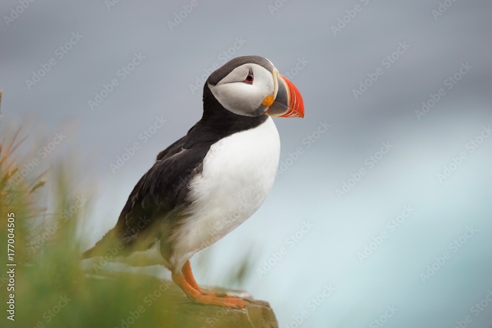 Naklejka premium Junge Papageitaucher / Puffin an den Klippen von Latrabjarg, Westfjorde / Island