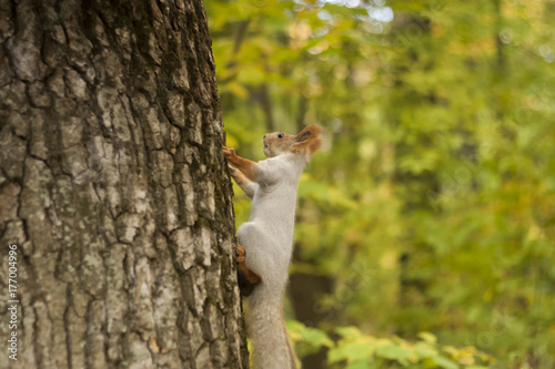 Squirrel on the tree. Squirrel in the autumn. © наталия югина