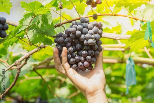 hand picking ripe grapes (BLACKOPOR) on a vine in agricultural garden