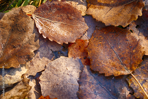 Wet autumn aspen leaves sunny day closeup