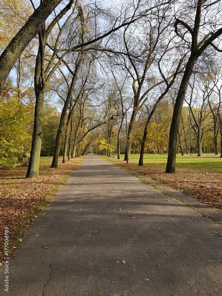 Naklejka premium Jesień w parku