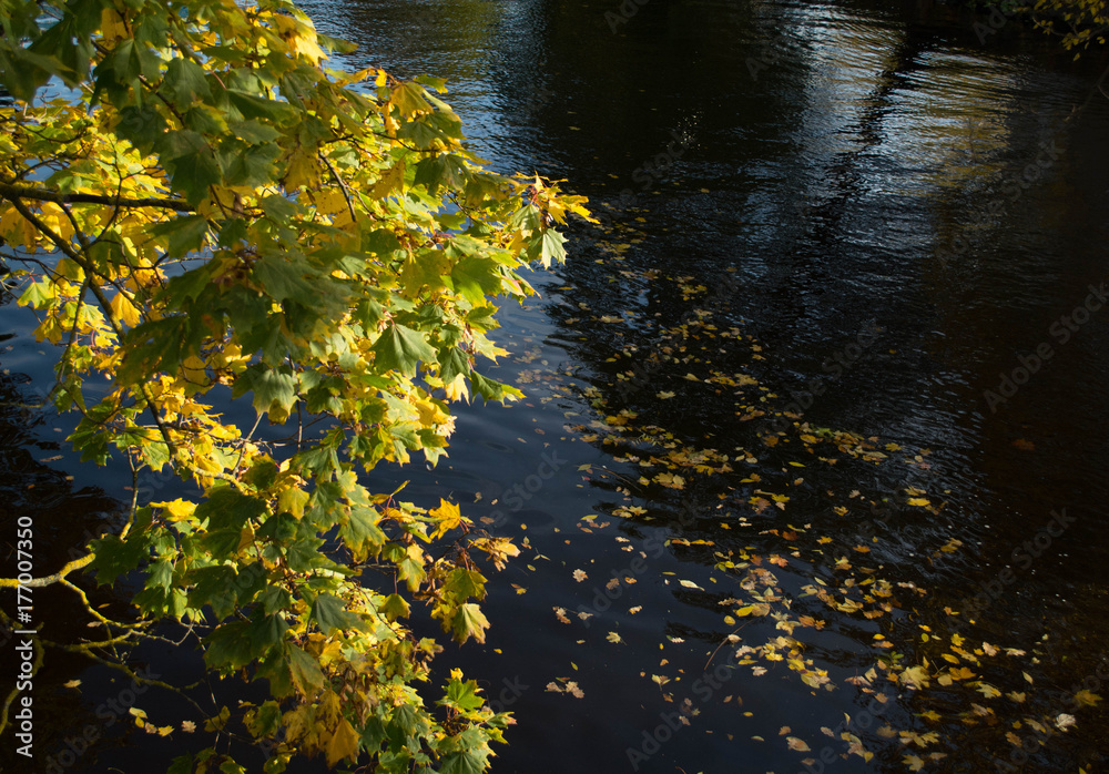 Fallen maple yellow leaves on black water