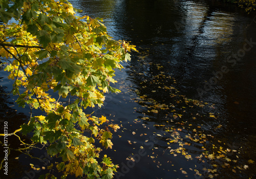 Fototapeta Naklejka Na Ścianę i Meble -  Fallen maple yellow leaves on black water