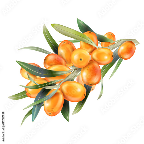 Sea buckthorn isolated on the white. Vector illustration in 3d style. The concept of realistic image of medical plants, herbs. Designed to create package of health, beauty natural products. photo