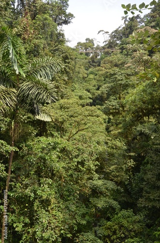 Canopée, dans la région du volcan Arenal, au Costa Rica avec sa jungle et ses ponts suspendus