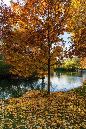 A Fall Tree by a Pond