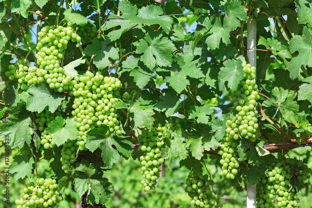 Bunches of green grapes growing in wine-growing Langhe region, Italy, Piedmont. Local green grapes and grape leaves closeup.