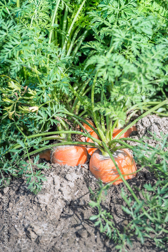 Orange colored carrot plants together in the soil