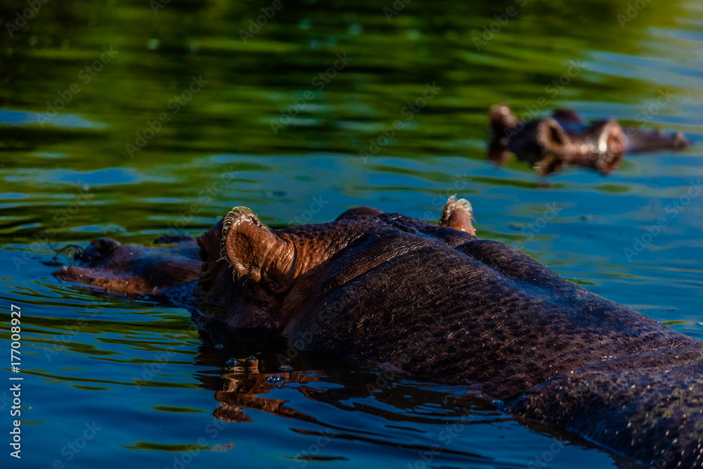 Fototapeta premium hippopotame