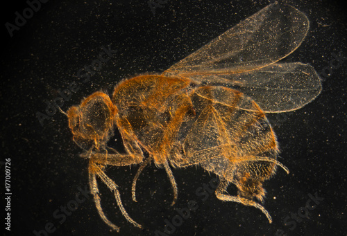 female Drosophila ruit fly