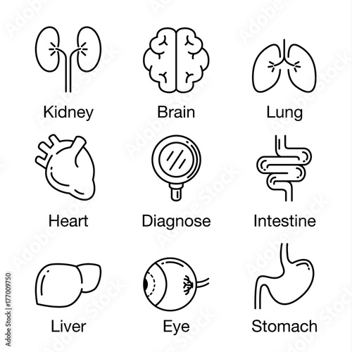 Human internal organ and in Magnifying glass icon at center. Illustration about health check up concept.