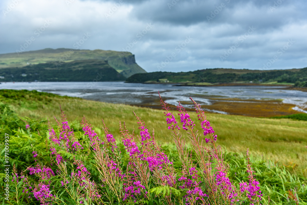Purple flowers of the Isle of Skye.