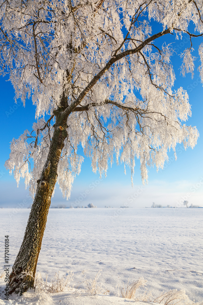 Birch trees with frost on the branches in a rural landscape