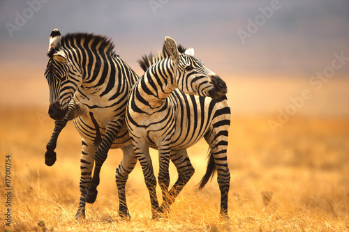 zebra fighting