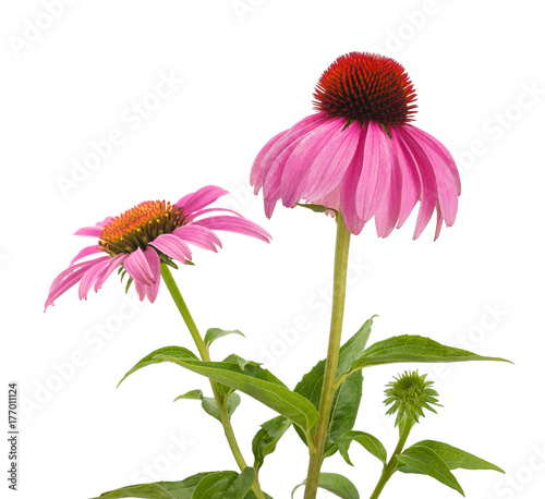 Pink coneflowers (echinacea)