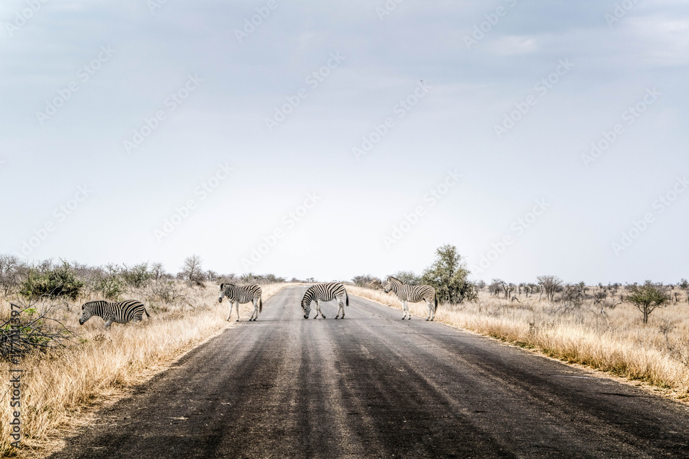 Zebras are crossing the road in South Africa