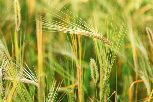 A few spikes of rye on an agricultural field. Rural landscape.