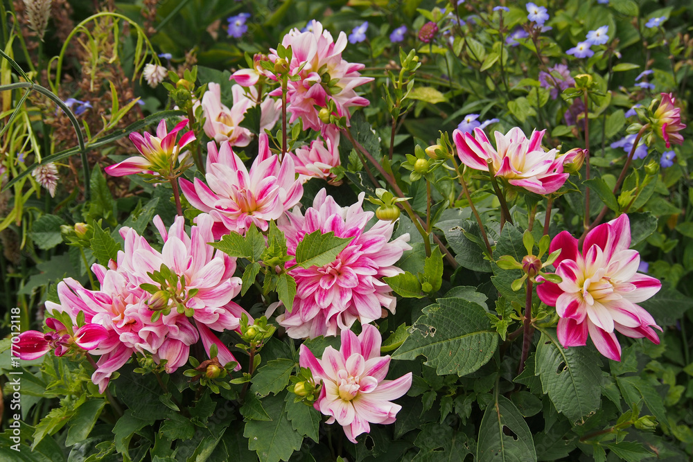 Dahlias du jardin de Giverny