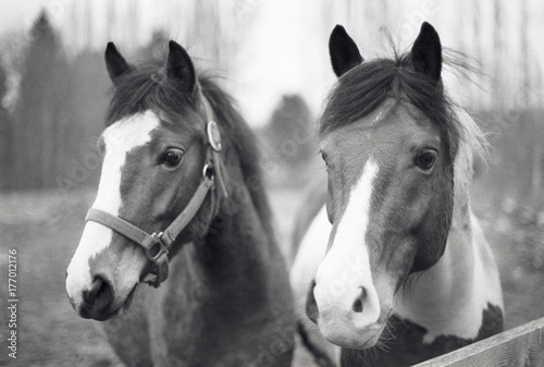 Horses In The Countryside photo