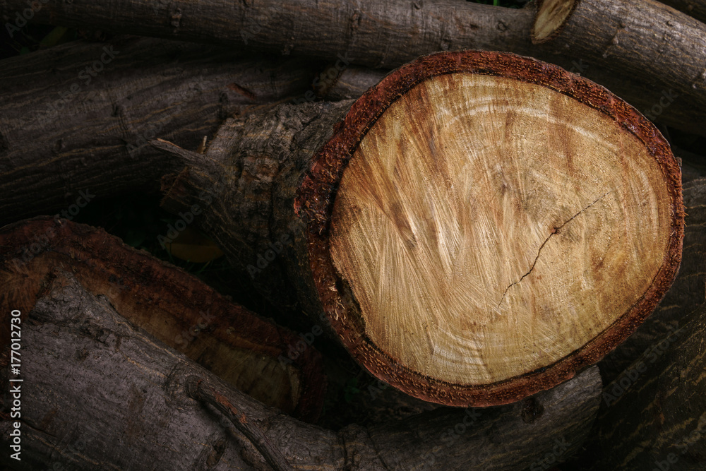 Cross section of timber.The cut tree logs piled up as background texture Cross section of timber.The cut tree logs piled up as background texture