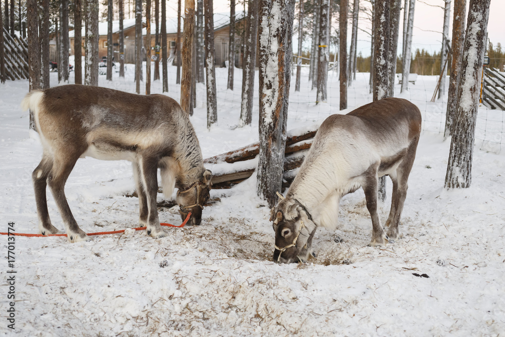 reindeer drawn sleigh in the winter reindeer drawn sleigh in the winter