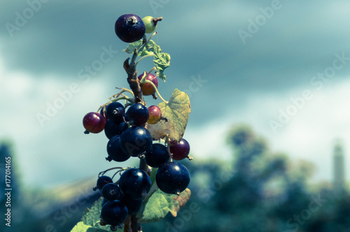 Berries of black currant in the sunny farm photo