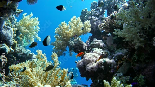 Colorful Fish on Vibrant Coral Reef, Red sea