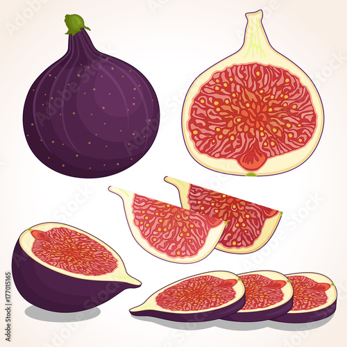 Vector figs isolated on white background. Whole, half and sliced figs. Illustration.
