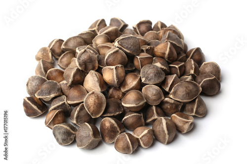Moringa oleifera seeds photo