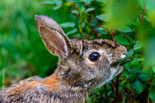 Rabbit Eating Rosebush Leaves