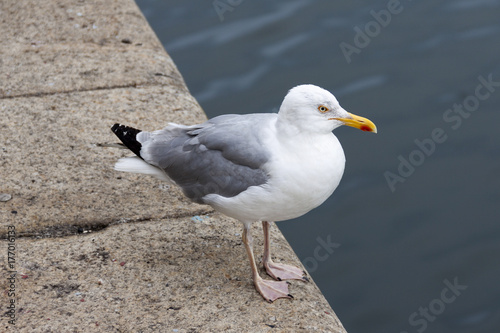 Seagull at river Liffey, Dublin