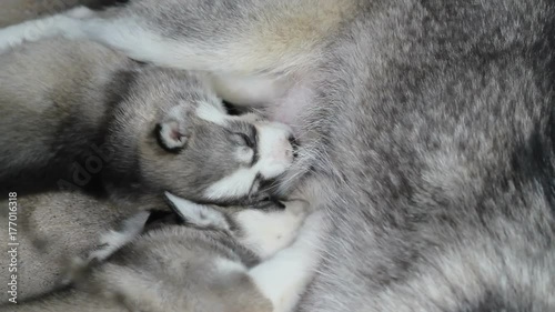 Puppies Feeding photo