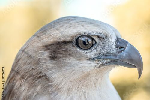 Eyes of a gray eagle close up