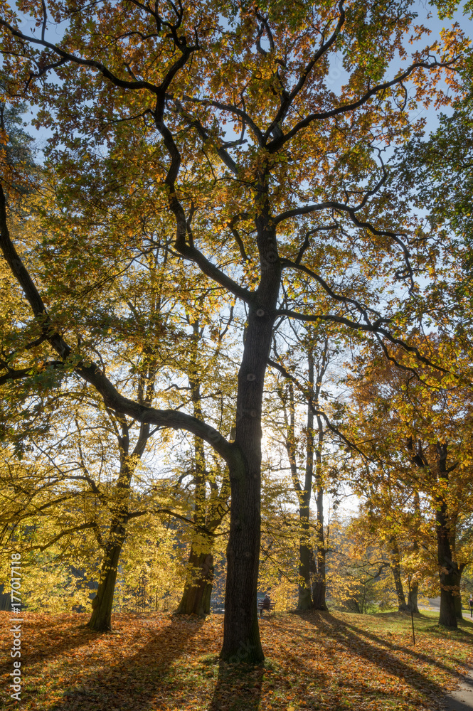 Park Jesienią Drzewa Park Jesienią Drzewa