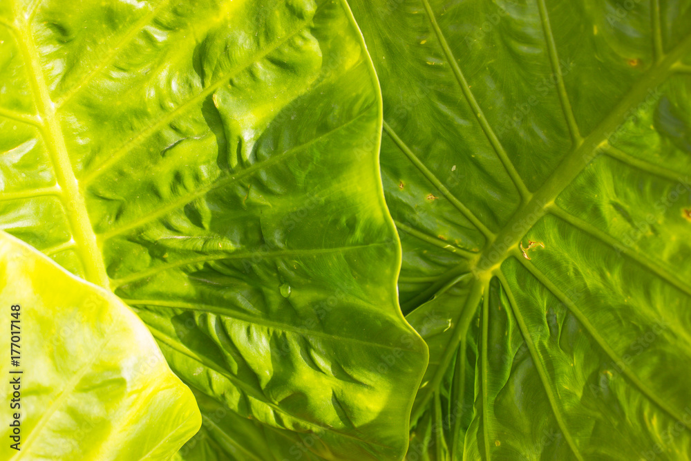 large green leaves for background
