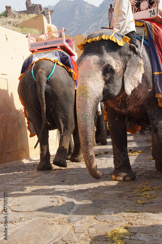 Elephants at Amber Fort photo