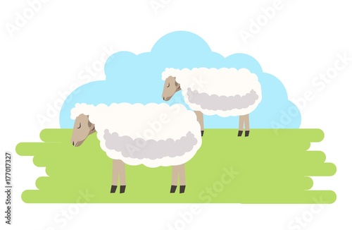 Fluffy curly sheeps with clean fur on green field