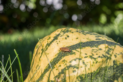 Bernsteinschabe - Ectobius Vittiventris mit Eikapsel am Hinterleib auf einem Kürbis im Garten