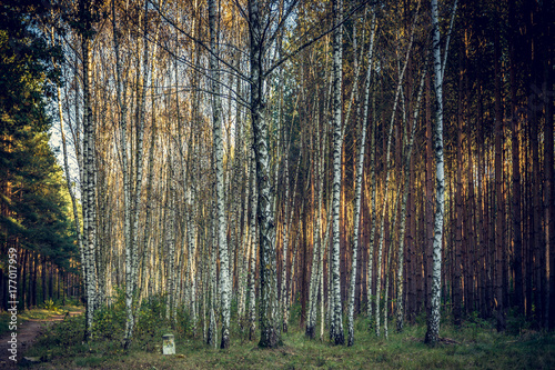 Birkenwald mit Sonnenstrahl