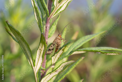 insetto su una pianta