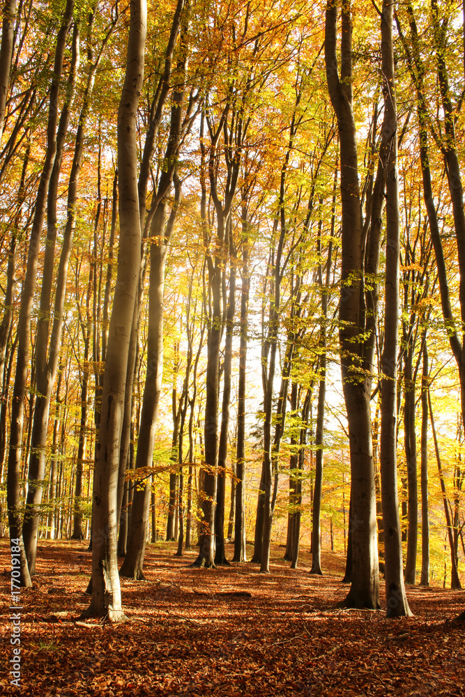 Fototapeta premium autumn morning forest