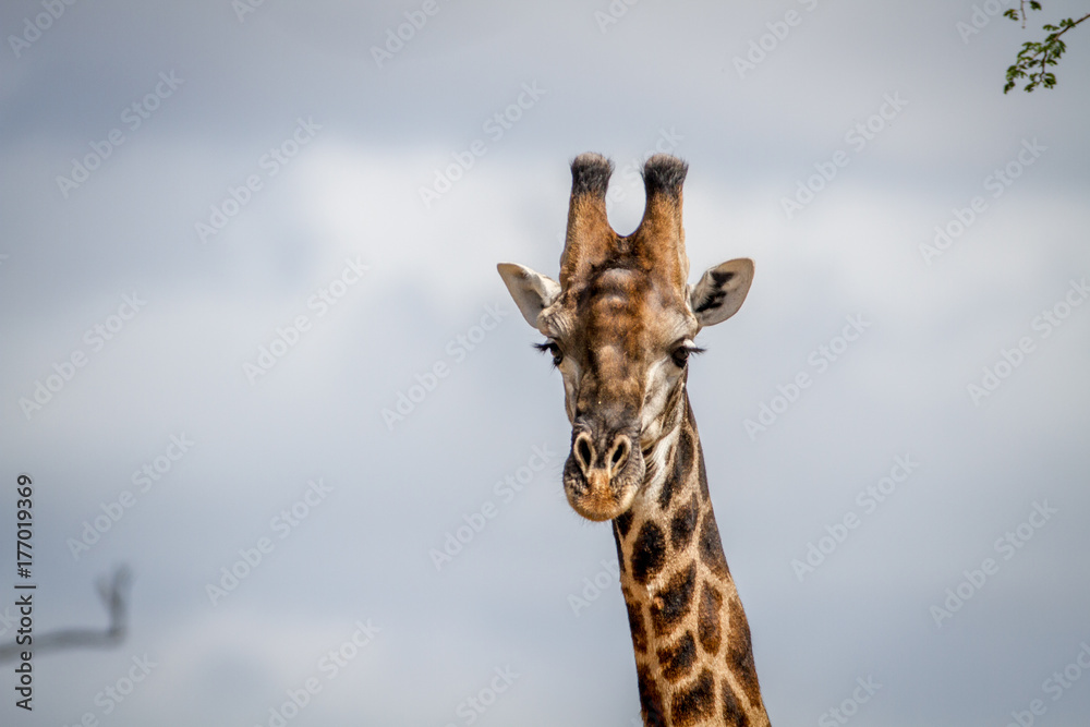 Obraz premium Close up of a male Giraffe in Pilanesberg.