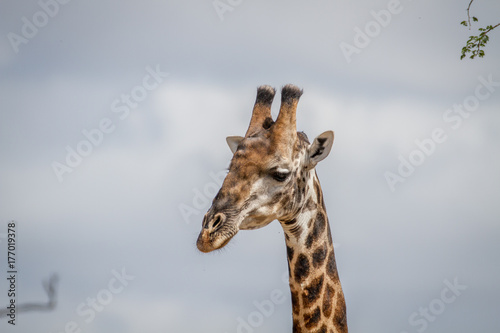 Close up of a male Giraffe in Pilanesberg.